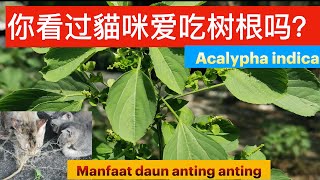 印度鐵莧（热带铁苋菜 ）叶根的神奇作用。 Acalypha indica medicinal uses khasiat tanaman kucing galak [upl. by Rdnaskela]