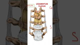 LIGAMENTUM flavum Vertebral column BIOMECHANICS [upl. by Maurene]