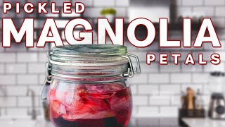 Pickled Magnolia Recipe  My way to preserve Magnolia Petals [upl. by Ynehteb]