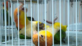 Whitebellied ParrotPionites leucogaster [upl. by Aisinut247]