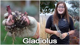 Digging and Storing Gladiolus Bulbs [upl. by Carny]