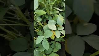 soybean variety mo9993682345soybeans farming [upl. by Yhtomit]