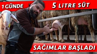 İTHAL ETTİĞİMİZ ASSAF KOYUNLARIMIZ SÜT VERMEYE BAŞLADI [upl. by Annahsar]