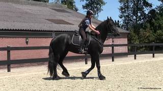 A BIG Friesian stallion for Sale SOLD [upl. by Theresita503]