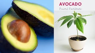 Avocado din seminte  Germinatie [upl. by Ecila]