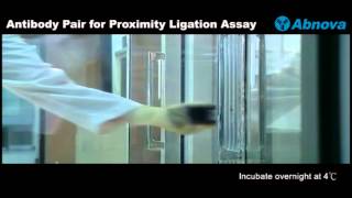 Antibody Pair for Proximity Ligation Assay [upl. by Yellek]