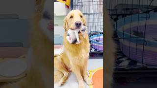 This Golden Retriever is the best foster mom ever ❤ shorts goldenretriever cutedog kitten dog [upl. by Gelya498]