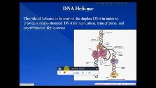 DNA helicase [upl. by Aicenek112]