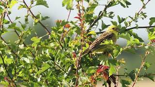 Yellowhammer Wrestlingworth Bedfordshire 22nd June 2024 [upl. by Matthei222]