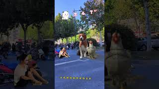 Dog Hen Whats wrong Special effects production please dont take it seriously [upl. by Eamanna]