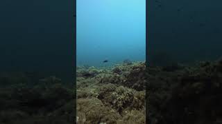 Alla scoperta dei fondali del mar Ligure in Apnea freediving liguria [upl. by Ylelhsa]