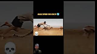 cheetah memes gazelle marvel funny [upl. by Blaise]