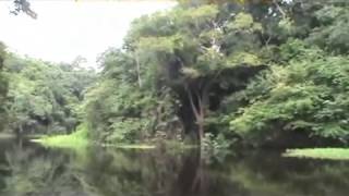 Bacia Amazônica [upl. by Fidel]