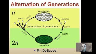 Alternation of Generations [upl. by Leakim]