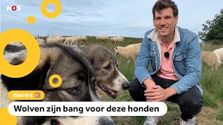 Deze honden beschermen schapen tegen wolven [upl. by Enirahtak886]