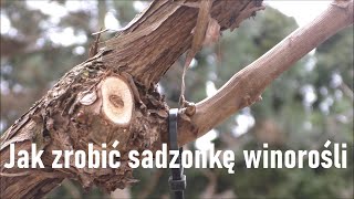 Wiosenne rozmnażanie winorośli [upl. by Atilek]