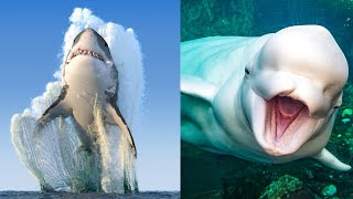 31 Animales Marinos Increíbles y Hermosos🐋 [upl. by Nahij]