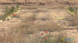 الترجمة العربية University Valladolid starts 2 billion has reforestation project [upl. by Yssenhguahs]