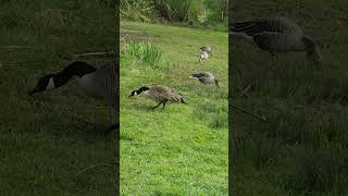 Canada Goose Strolling and Snacking Moments [upl. by Vikky]