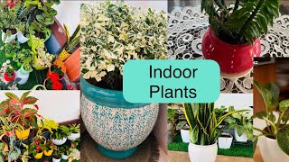 Indoor plants healthy ಯಾಗಿ ಬೆಳೆಯುತ್ತಿಲ್ಲವೇ ಹಾಗಿದ್ದರೆ ಈ ವಿಡಿಯೋ ನೋಡಿ  Indoor plants care tips [upl. by Aldredge]