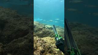 Capture dun poisson chassesousmarine chasseurs fishing fish spearfishing shots seafood [upl. by Hajidahk]