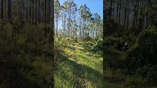 OSCEOLA NATIONAL FOREST 1985 LITTLE BUCK STORY [upl. by Ordep]