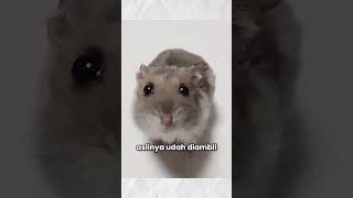 Original Sad Hamster Violin Meme [upl. by Euginomod526]