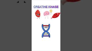 Creatine Kinase biology biochemistry H OLOGY [upl. by Drusy]