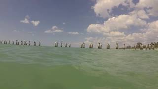 Old Naples Beach Florida  White Sand Pelicans and Dolphins [upl. by Yecam383]