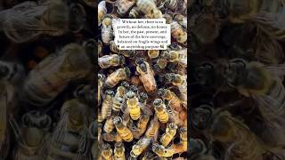 Look at her devoted retinue ⭐️ queen beekeeping pollination newbees [upl. by Esbenshade]