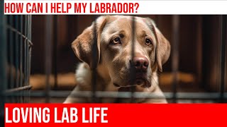 The Labrador Retriever Life Expectancy What to Expect as They Age [upl. by Rodmur]