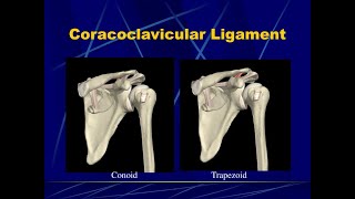 Anatomy of the coracoclavicular ligament Trapezoid and conoid ligaments [upl. by Guerra]