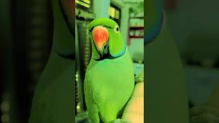 funny funnyanimal funny funnyshorts funnyvideo funnyreels viralvideo video viralreels [upl. by Biles]