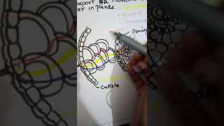 Symplast Apoplast and Transmembrane types of Transport of Water [upl. by Notlim457]