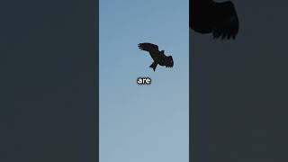 Eagle vs Hawk Whos the Sky King [upl. by Garrik]