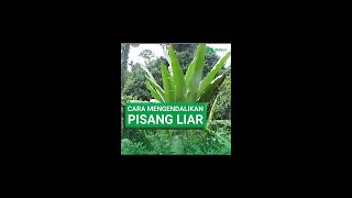 TIPS MENGEDALIKAN GULMA PISANG LIAR [upl. by Eissed]