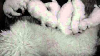 Bichon Frise puppies 3 weeks old [upl. by Einot856]