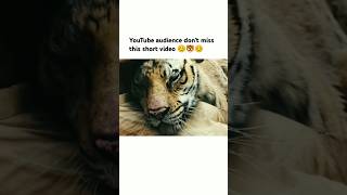 YouTube audience dont miss this short video 😊🐯😊 song bollywood love trending viralsong [upl. by Legra]