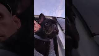 🐝🦍frenchbulldoglove frenchie dogbreed franchbulldog frenchbulldog fransebulldog puppy [upl. by Ennairak555]