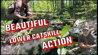 GORGEOUS DAY FLY FISHING in Lower Catskills  Spring Dry Fly Action  On The Water with FlyOlderGuy [upl. by Hazlett]