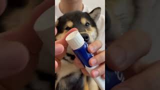 Spa day 🤗 dogs doglover shiba asmr [upl. by Sonnie]