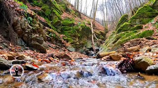 Babbling Brook Nature Sounds With Birds [upl. by Ahsinet]