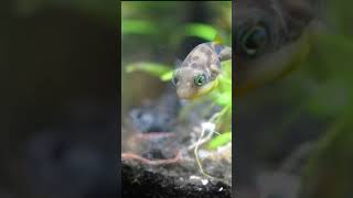 SHRIMP STEALS WORM FROM INNOCENT FISH [upl. by Carothers]