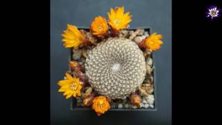 Time lapse Sulcorebutia arenacea [upl. by Convery]