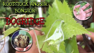 MENGENAL ROOTSTOCK ANGGUR DOGRIDGE [upl. by Odnumyer750]