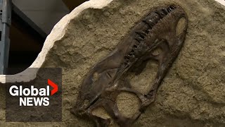 Dinosaur bones found in the stomach of Tyrannosaur in 1st of its kind discovery [upl. by Ellehcirt484]