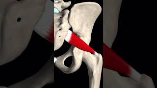 Piriformis Muscle [upl. by Scurlock]