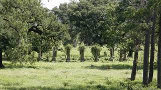 Plantation Home ruins near Baton Rouge [upl. by Cahn]