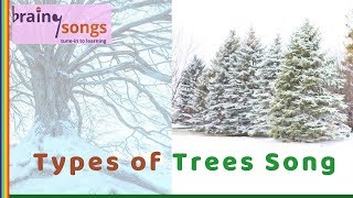 Types of Trees Song  Evergreen and Deciduous Trees  Deciduous Trees [upl. by Aidualc]