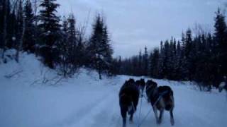 Dog Sledding in Coldfoot Alaska view from the sled [upl. by Fatsug325]